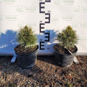 Sosna górska 'Varella'