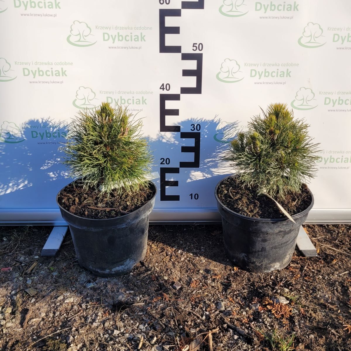 Sosna górska 'Varella'