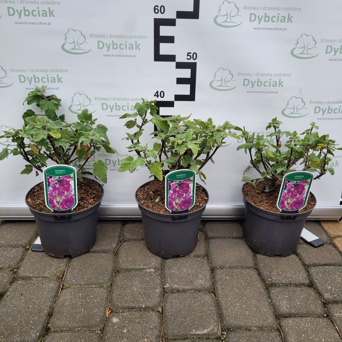 Ślazówka 'Red Rum' - obrazek 2