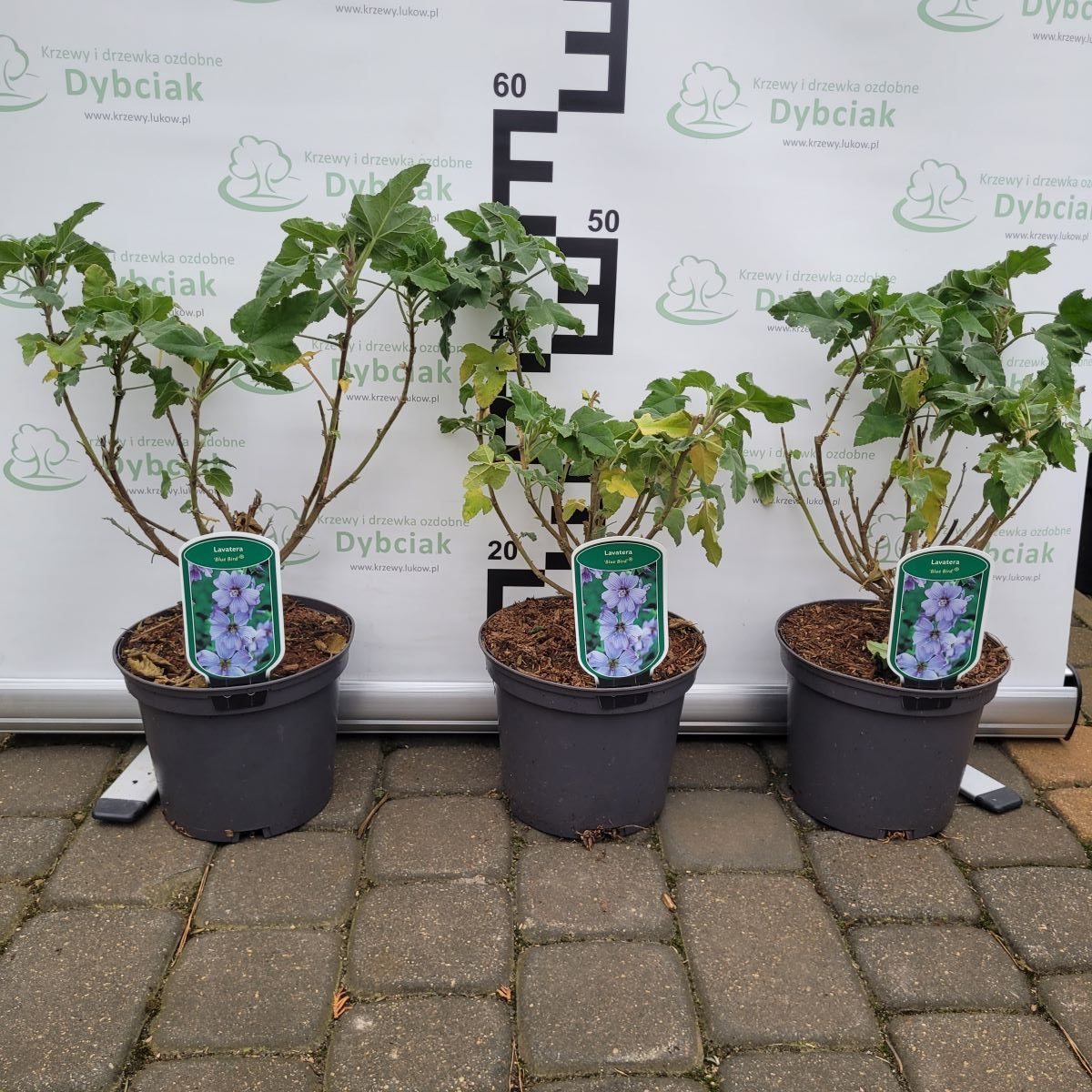 Ślazówka 'Blue Bird' - obrazek 2