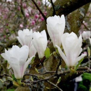 Magnolia 'Alba Superba'