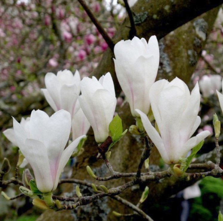 Magnolia 'Alba Superba'