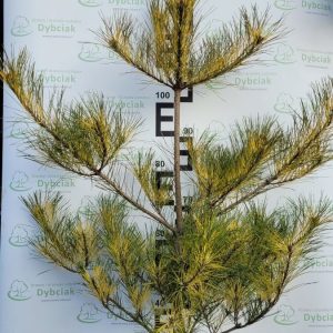 Sosna gęstokwiatowa 'Burke’s Red Variegated'