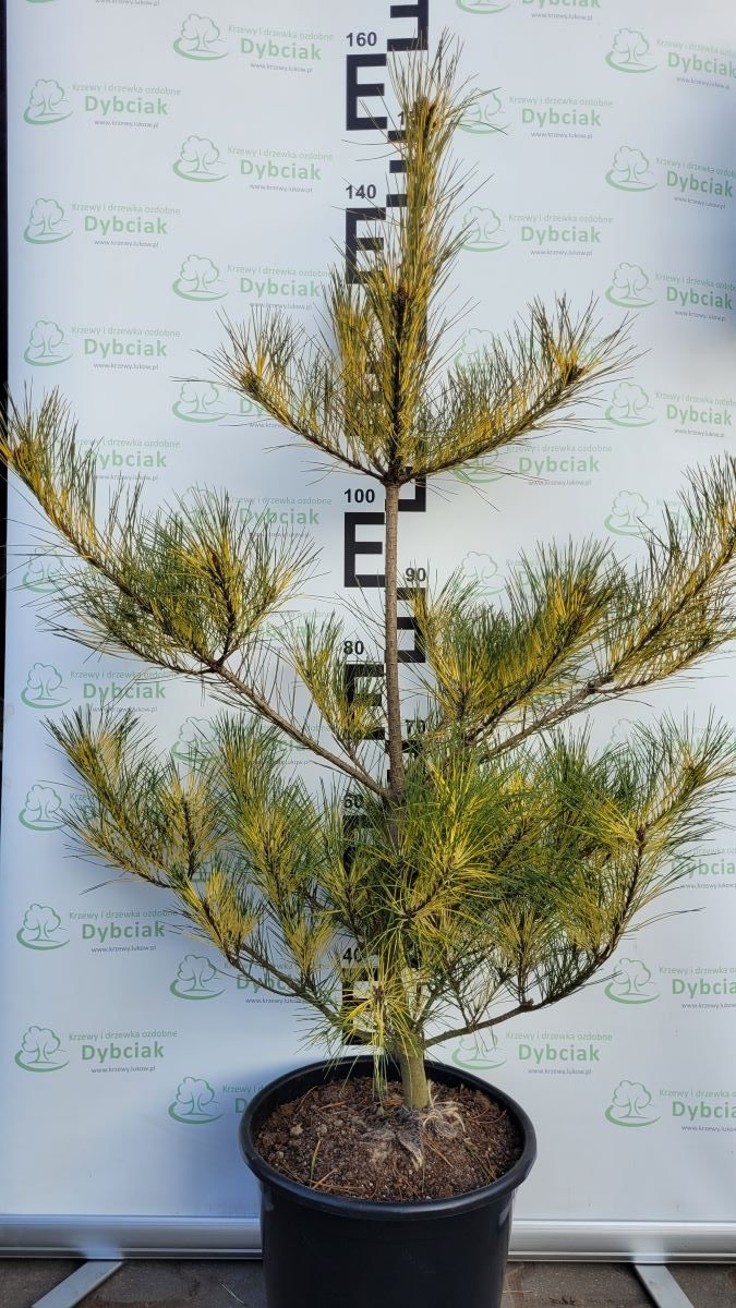 Sosna gęstokwiatowa 'Burke’s Red Variegated'