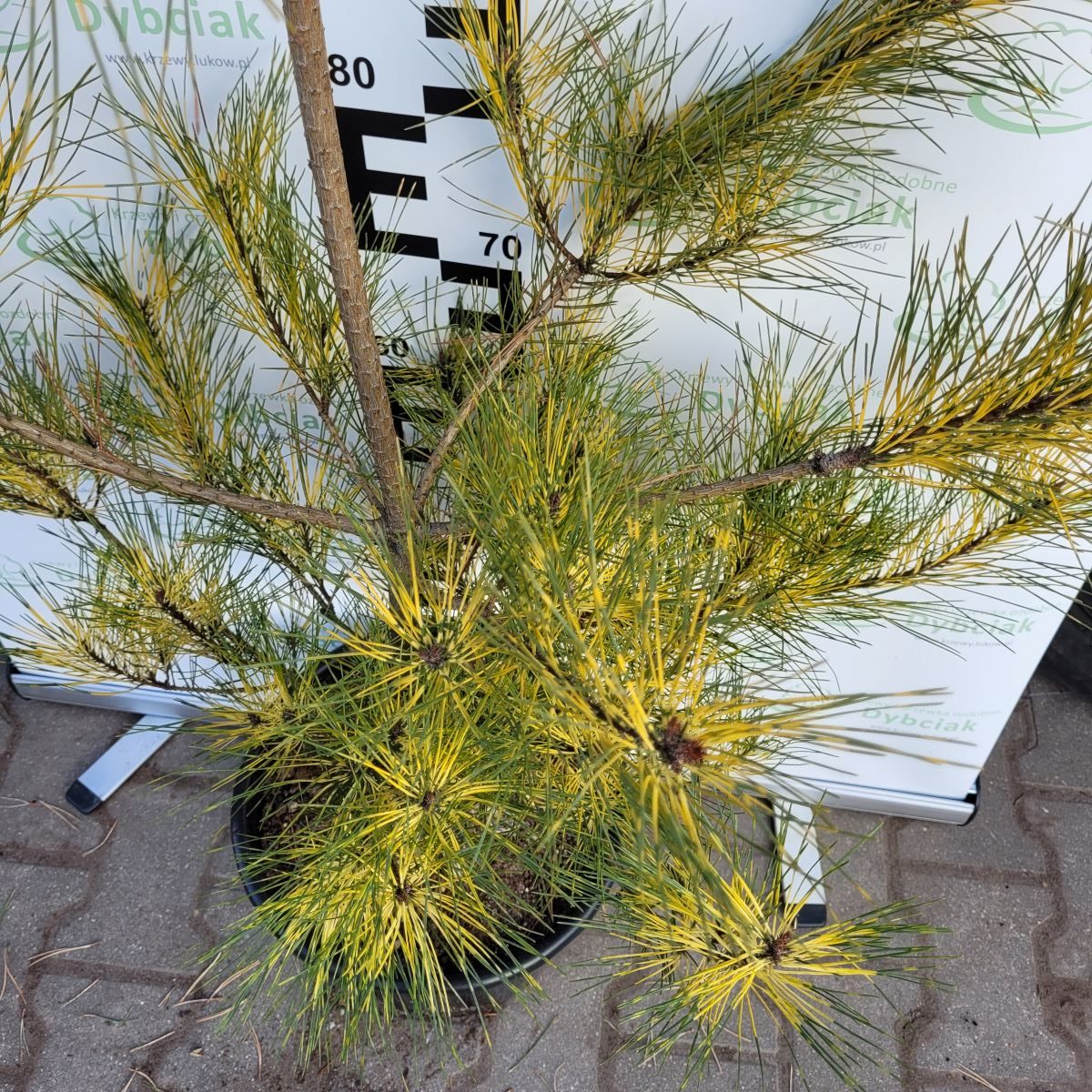 Sosna gęstokwiatowa 'Burke’s Red Variegated' - obrazek 4