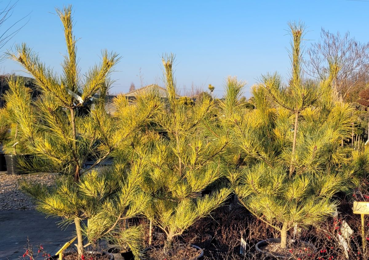 Sosna gęstokwiatowa 'Burke’s Red Variegated' - obrazek 3