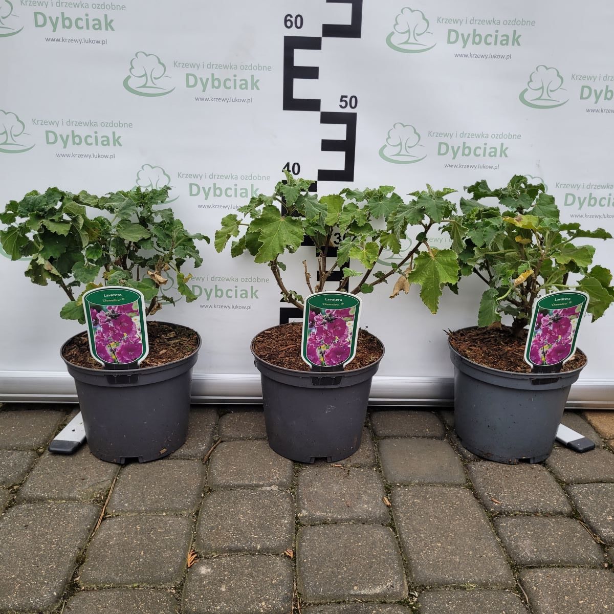 Ślazówka 'Chamallow' - obrazek 2