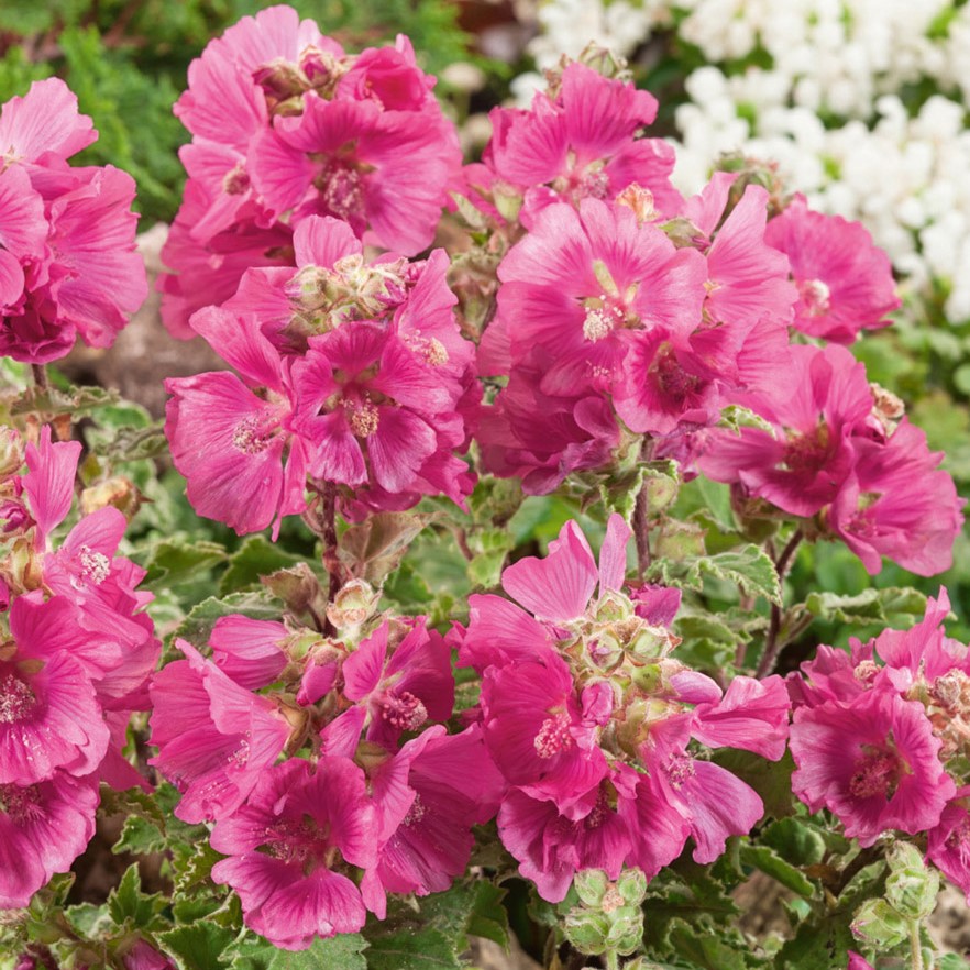 Ślazówka 'Chamallow'