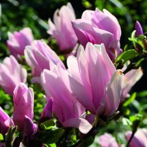 Magnolia 'George Henry Kern'