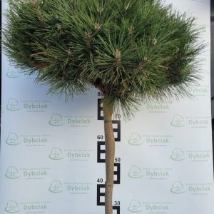 Sosna czarna 'Globosa'