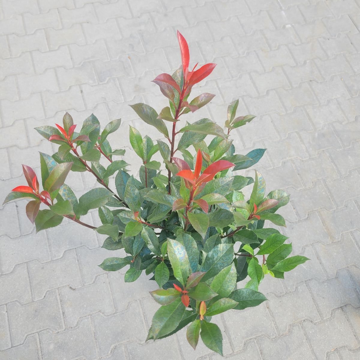 Głogownik 'Carre Rouge' na Pniu - obrazek 4