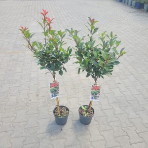 Głogownik 'Carre Rouge' na Pniu