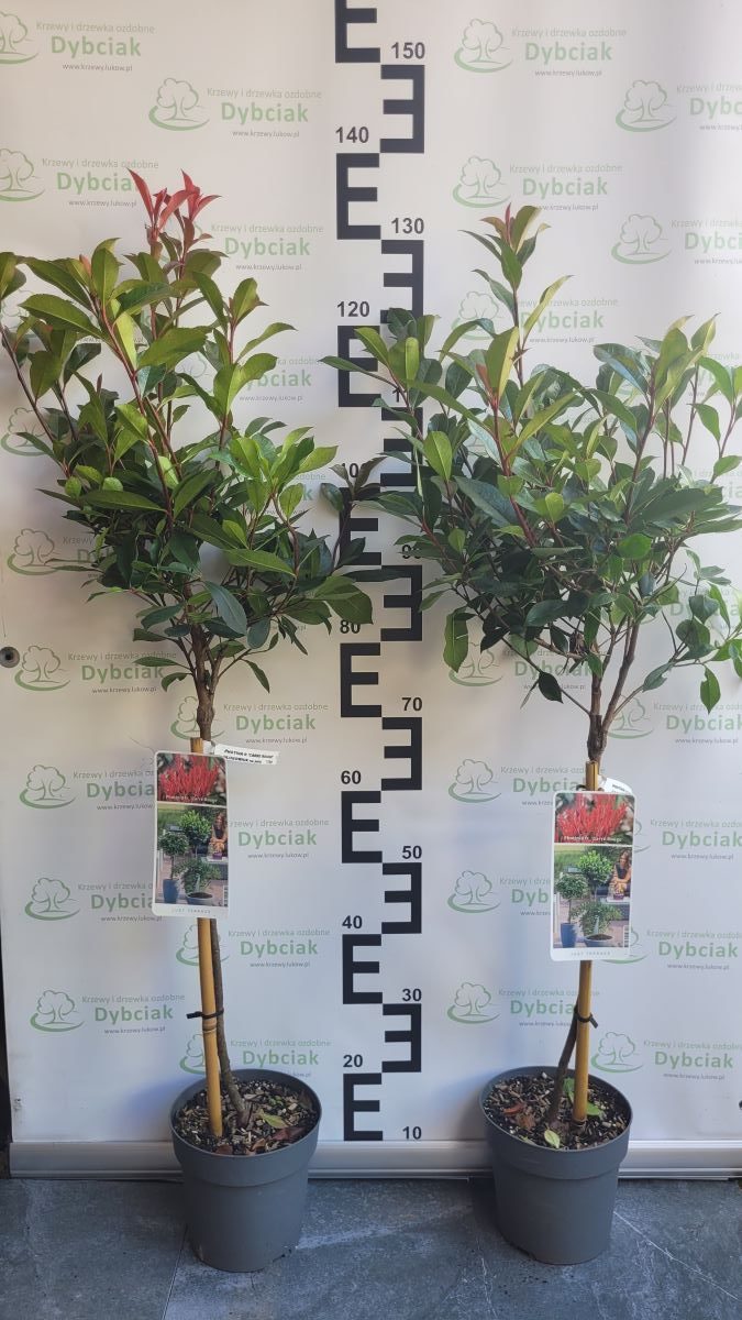 Głogownik 'Carre Rouge' na Pniu - obrazek 2