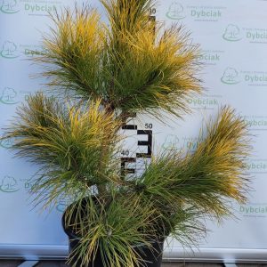 Sosna czarna 'Golden Sunrise'