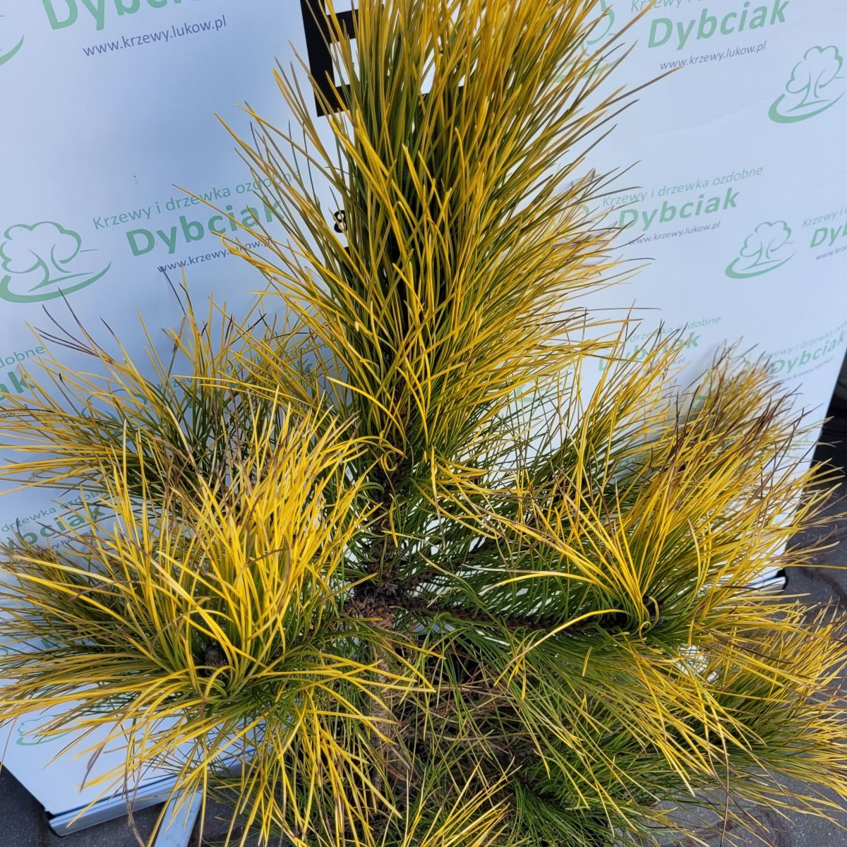 Sosna czarna 'Golden Sunrise' - obrazek 3