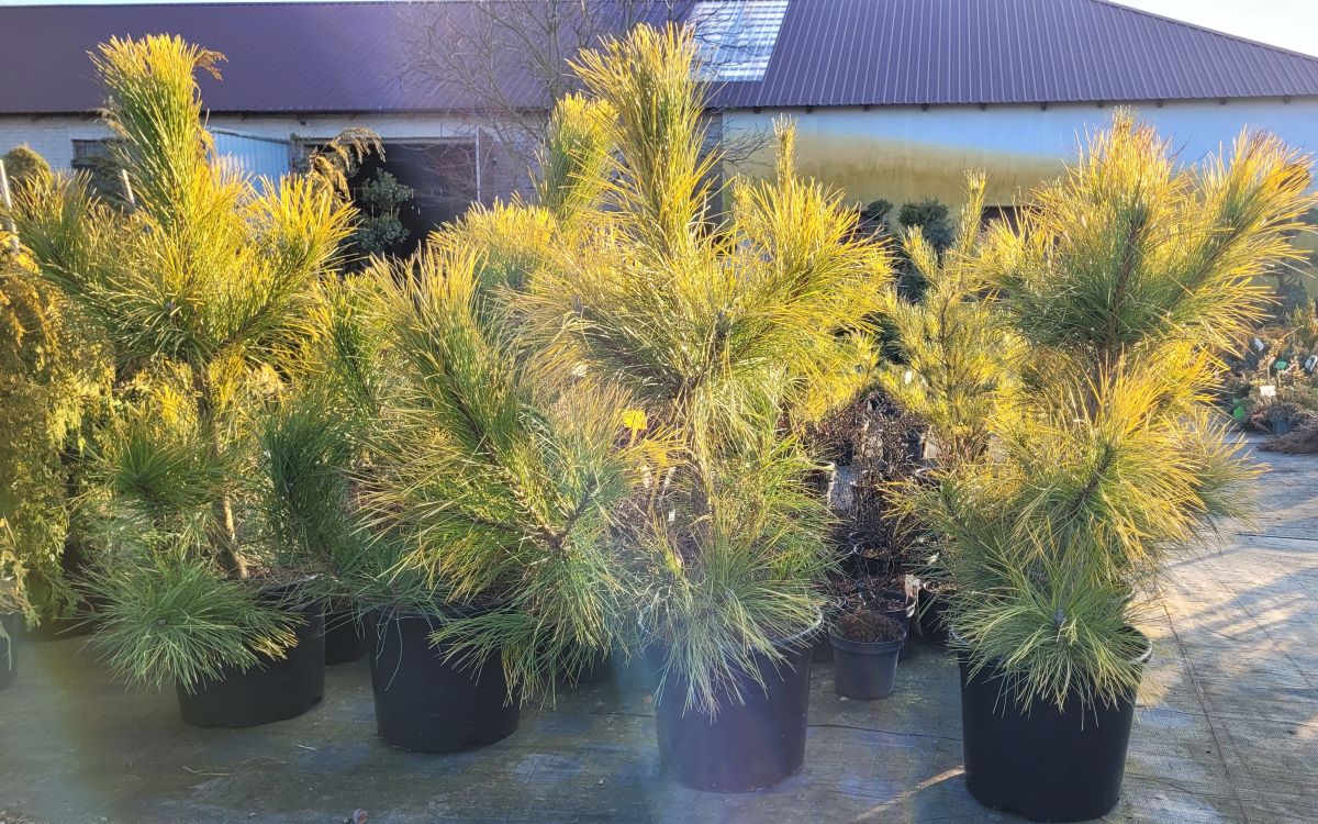 Sosna czarna 'Golden Sunrise' - obrazek 4