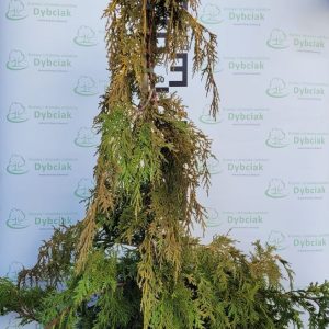 Cyprysik nutkajski 'Golden Waterfall'