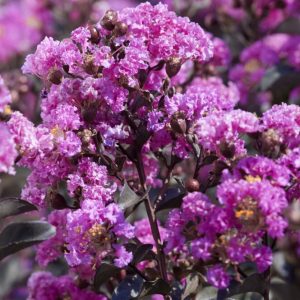 Lagerstroemia indica 'Lavender Lace'® Black Diamond