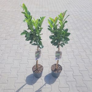 Laurowiśnia Wschodnia 'Bonaparte' na Pniu