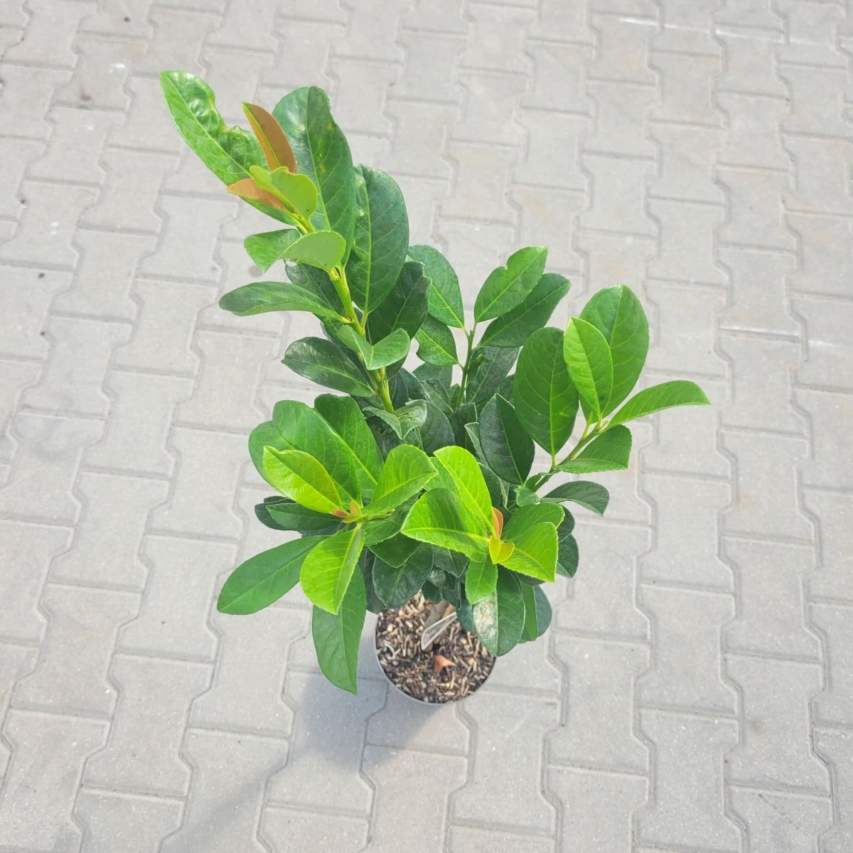 Laurowiśnia Wschodnia 'Bonaparte' na Pniu - obrazek 3