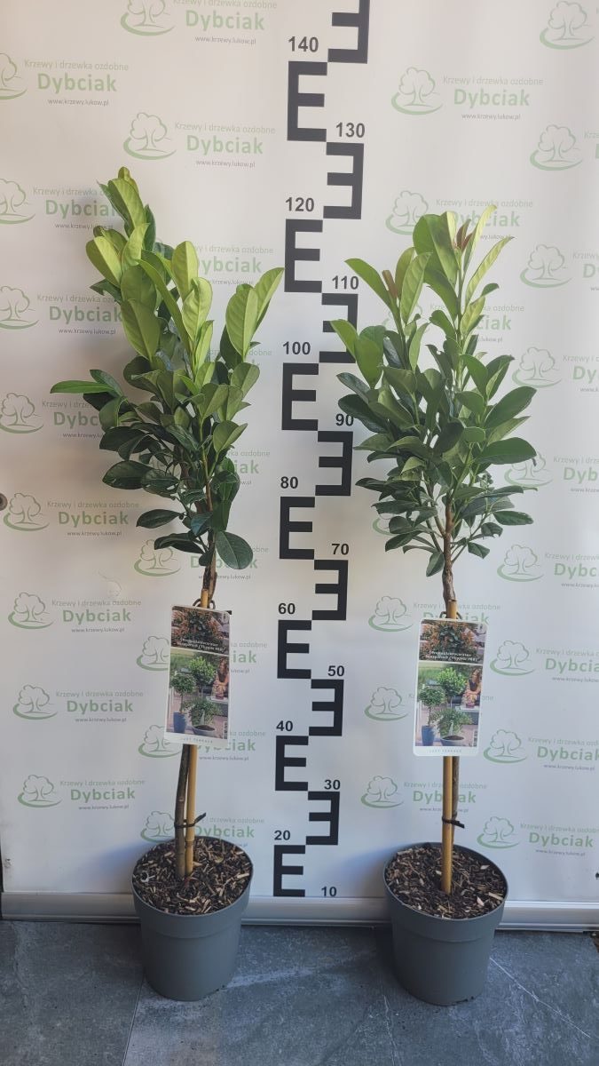 Laurowiśnia Wschodnia 'Bonaparte' na Pniu - obrazek 2