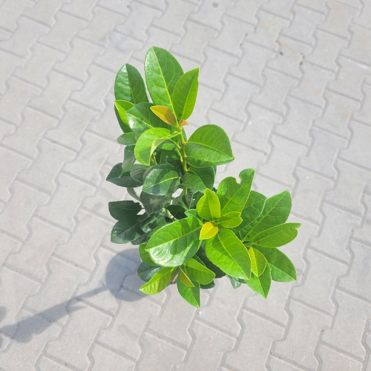 Laurowiśnia Wschodnia 'Etna' na Pniu - obrazek 3