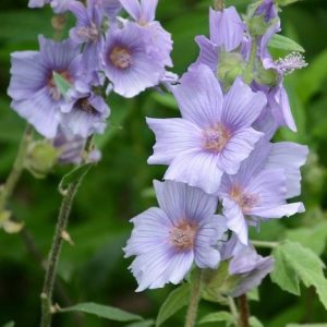 Ślazówka 'Blue Bird'
