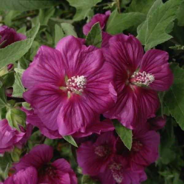 Ślazówka 'Red Rum'