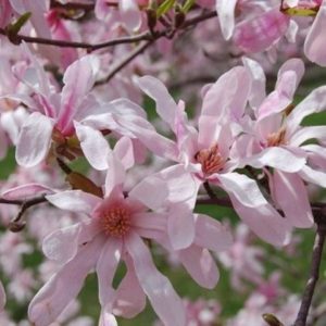 Magnolia 'Leonard Messel'