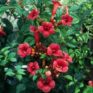 Milin amerykański 'Flamenco'