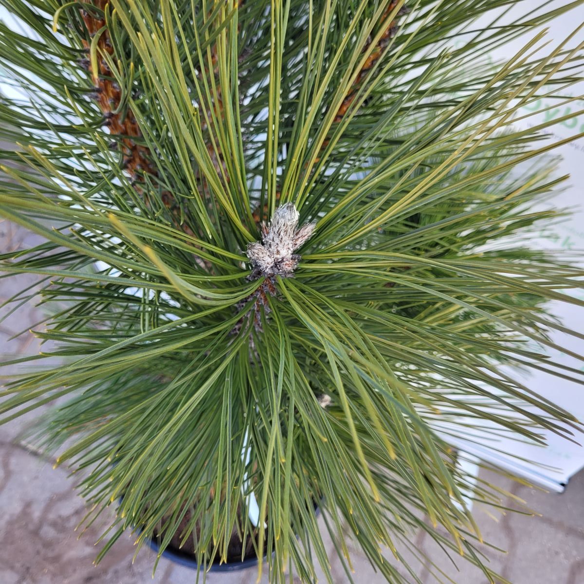 Sosna czarna 'Molette' - obrazek 2