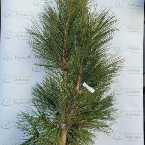 Sosna czarna 'Molette'