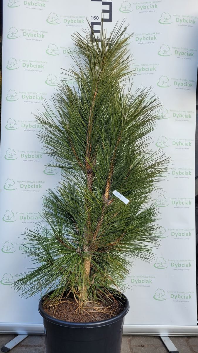 Sosna czarna 'Molette'