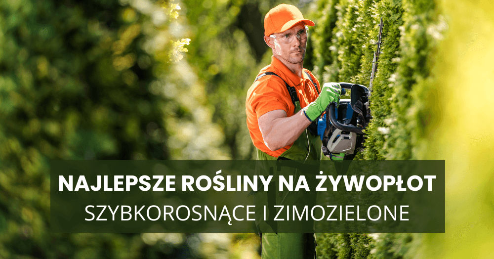 Najlepsze rośliny na żywopłot – szybkorosnące i zimozielone