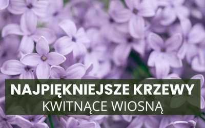 Najpiękniejsze kwitnące krzewy wiosenne – co posadzić w ogrodzie?