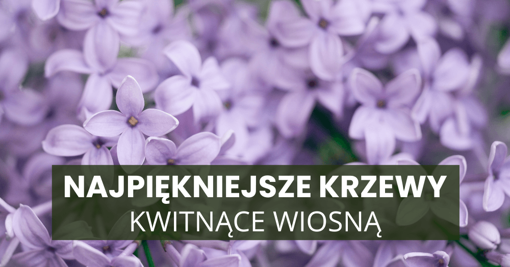 Najpiękniejsze kwitnące krzewy wiosenne – co posadzić w ogrodzie?