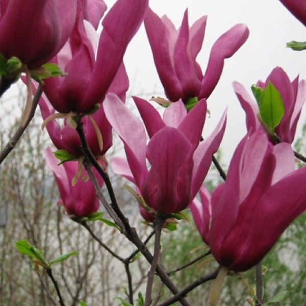 Magnolia 'Orchid'