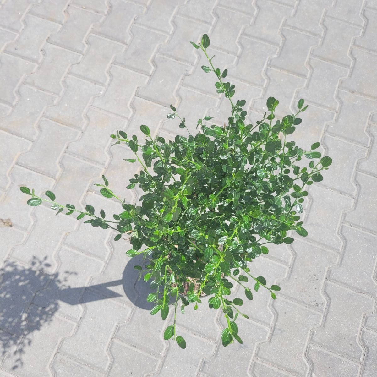 Prusznik na pniu - obrazek 4