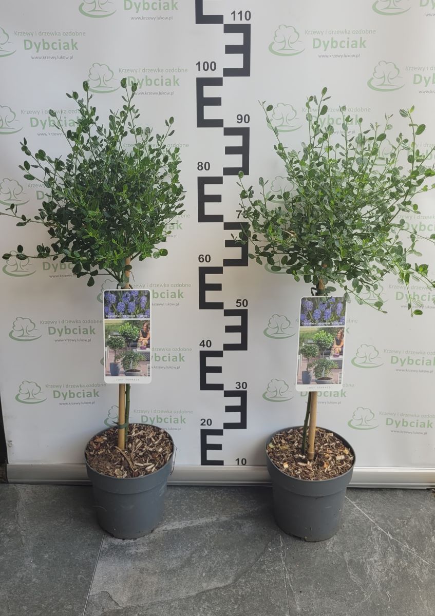 Prusznik na pniu - obrazek 3