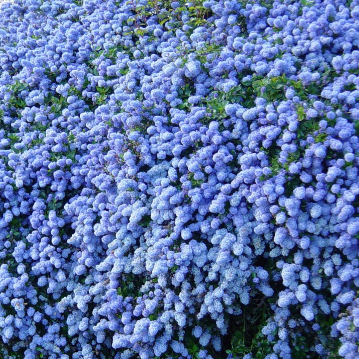 Prusznik płożący 'Repens'