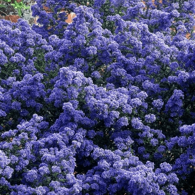 Prusznik 'Puget Blue'