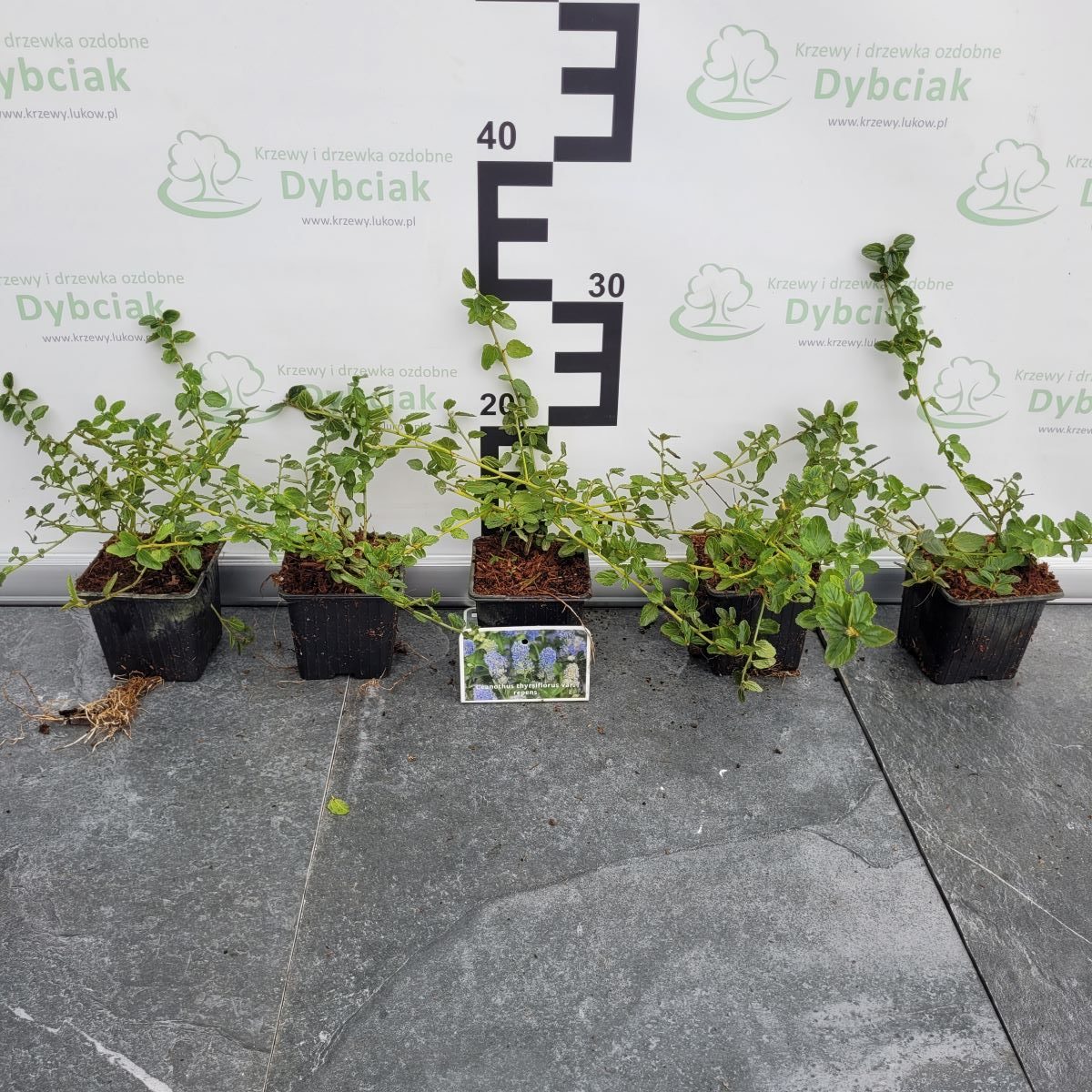 Prusznik płożący 'Repens' - obrazek 2