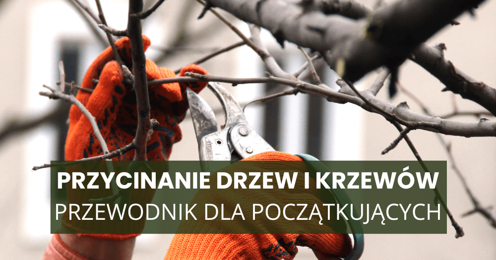 Kiedy i jak przycinać krzewy i drzewa wiosną? Przewodnik dla początkujących