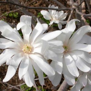 Magnolia 'Royal Star'