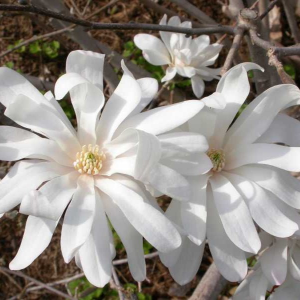 Magnolia 'Royal Star'