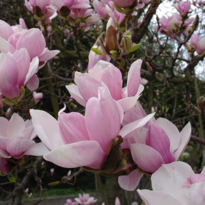Magnolia Soulangeana