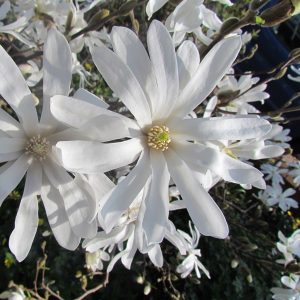Magnolia Stellata
