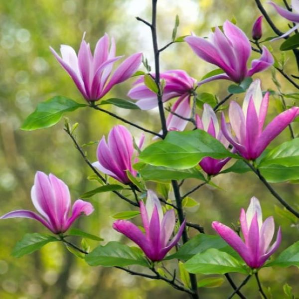 Magnolia 'Susan'