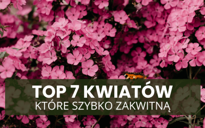 Rośliny do wiosennych nasadzeń – TOP 7 kwiatów, które szybko zakwitną