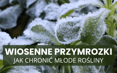 Jak ochronić młode rośliny przed wiosennymi przymrozkami?